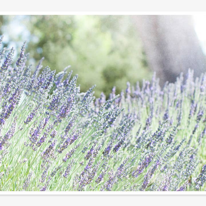 Imprimé floral rustique, « Fields of Lavender » pour la vente par Offley Green