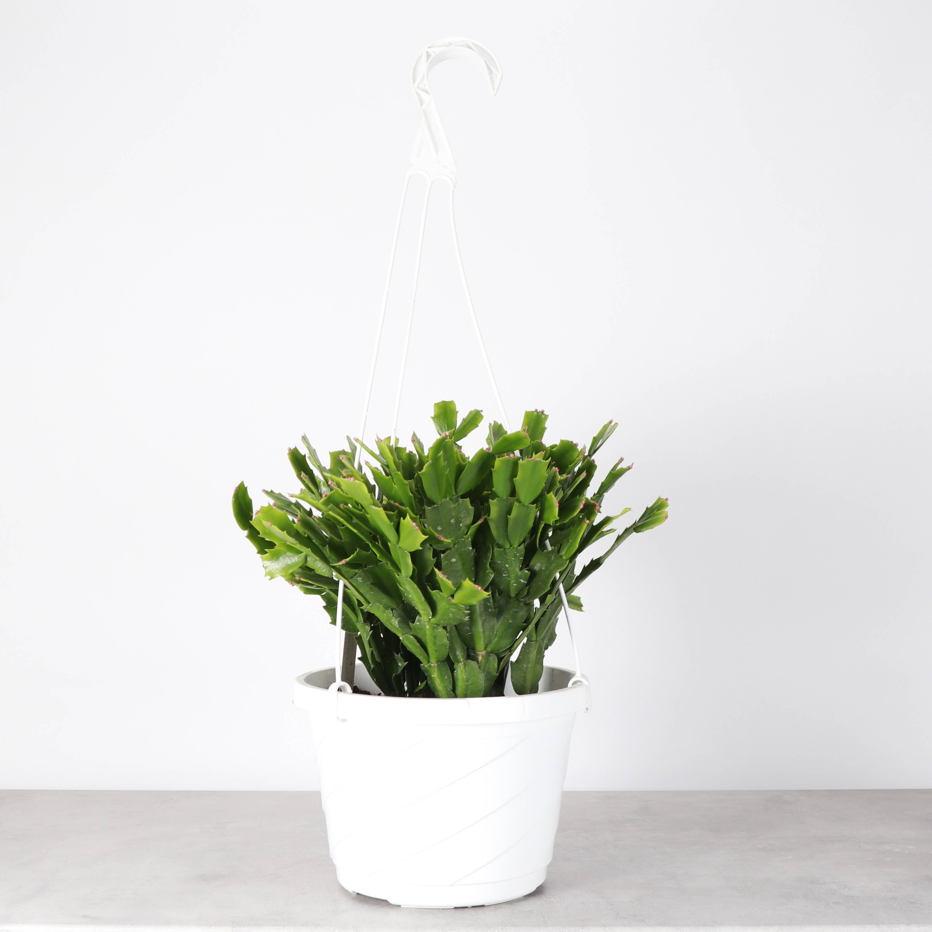 Thorsen's Greenhouse - Wholesale Live Plant - Holiday Cactus - 8" Live Plant - Assorted Color0