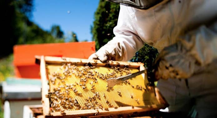 Zayti L.T.D.M - Wholesale Honing - Romige hazelnoot-honing uit Chili 100% natuurlijk - pot van 300 g1