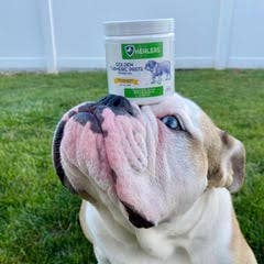 Healers PetCare – Großhandel Nahrungsergänzungsmittel für Haustiere – Hund – Heiler Goldene Kurkuma-Paste