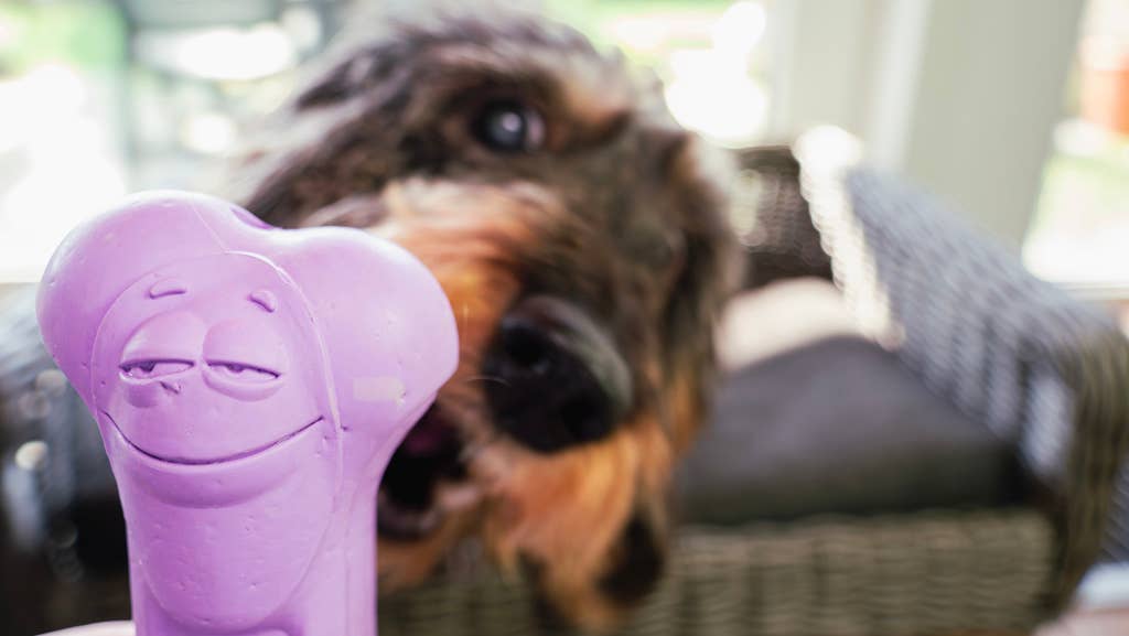 Hofman Animal Care – Brinquedo de mastigar para cão - Cão por atacado – Moodies El Tranquilo (Relax) - Ossos de borracha natural com aroma estimulante3