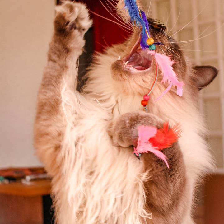 Canes Feathers kattenspeelgoed voor wholesale door COCOON - Paris