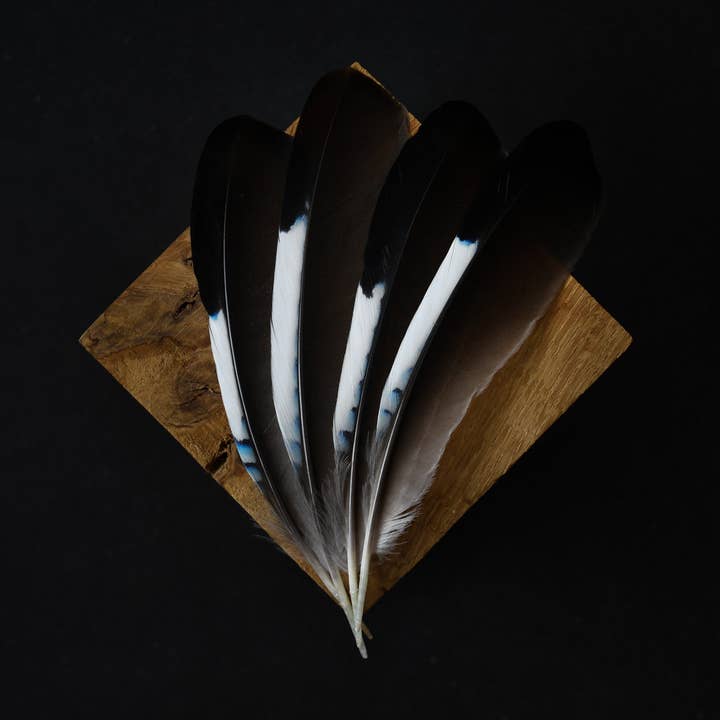 Jay feathers for wholesale by Plumes Naturelles