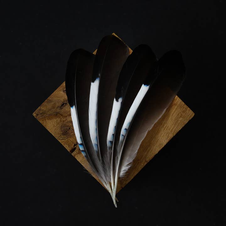 Plumes Naturelles - Vente Plume - Plumes de Geai