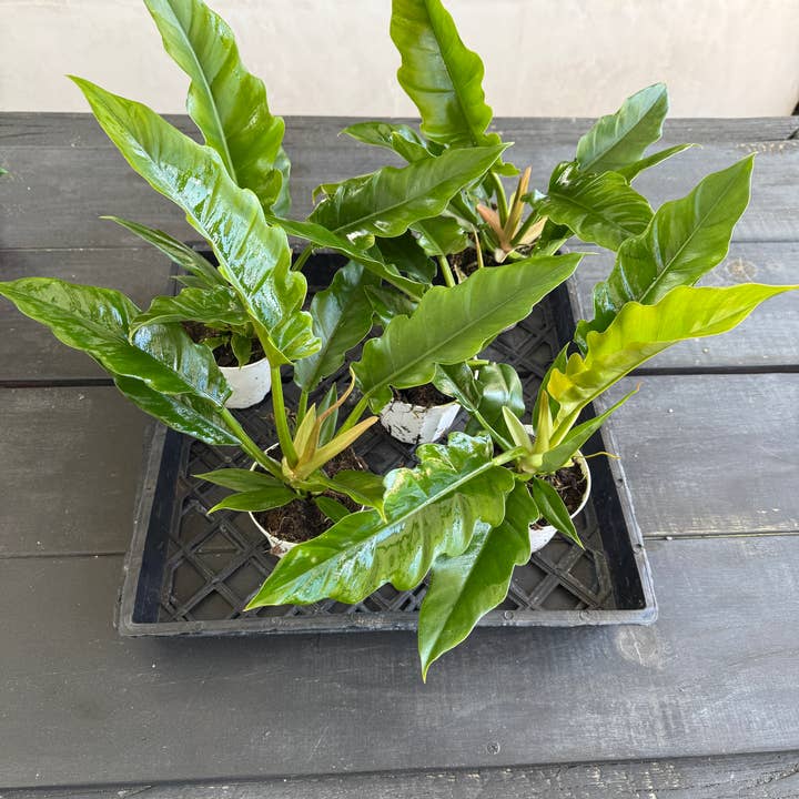 Plant Vault - Wholesale Live Plant - Philodendron Jungle Boogie