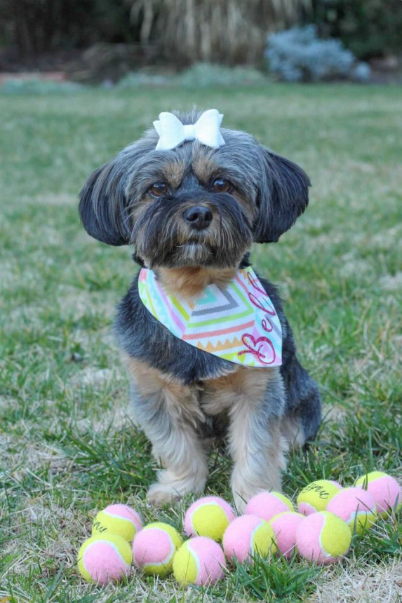 Midlee Designs - Wholesale Pet Fetch Ball - Dog - Midlee 1.5" Yellow and Pink Tennis Balls - 12 Pack1