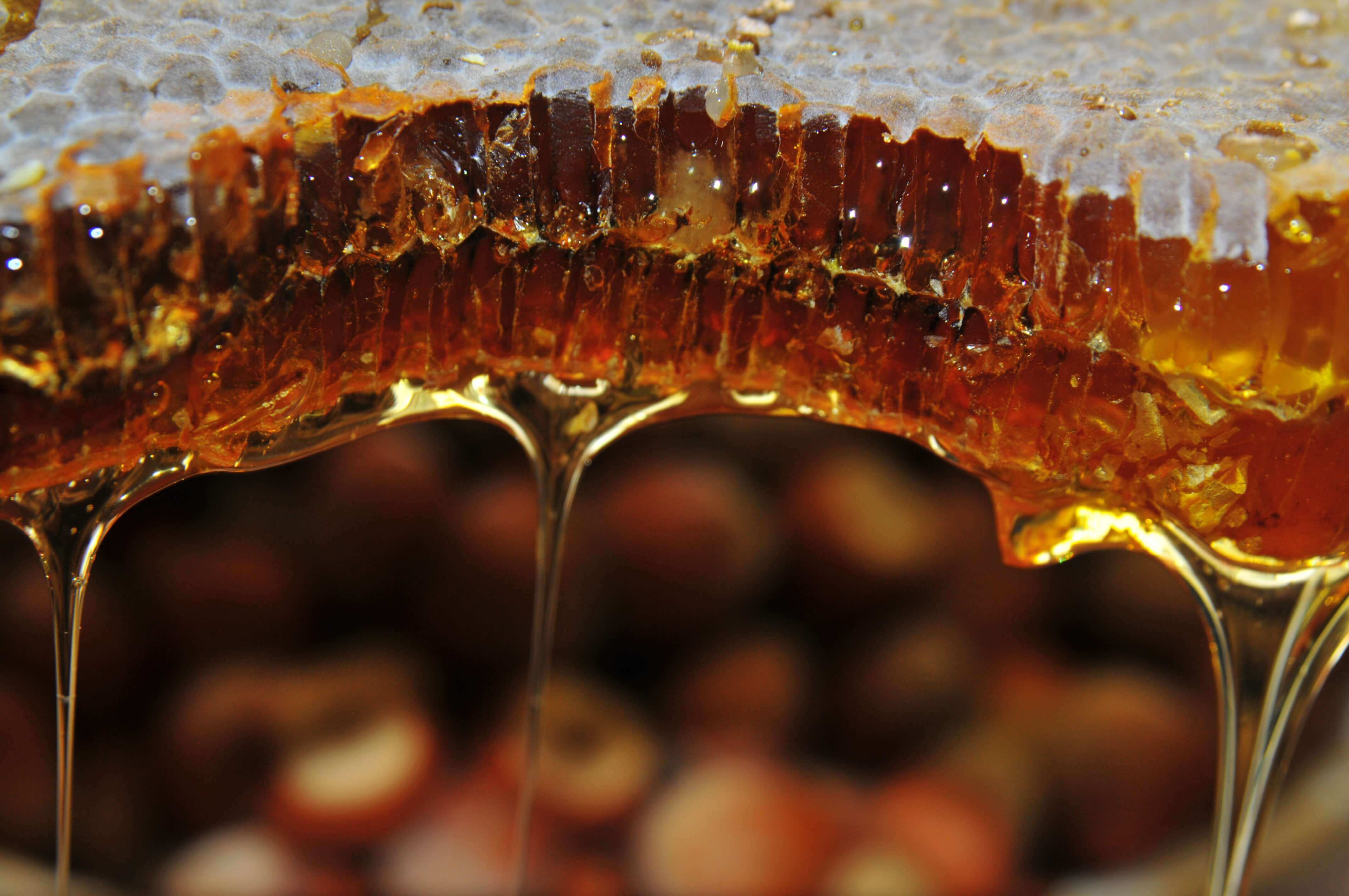 Zayti L.T.D.M - Venta al por mayor Miel - Miel cruda premium de aguacate mexicano - frasco de 300 g | 100 %4