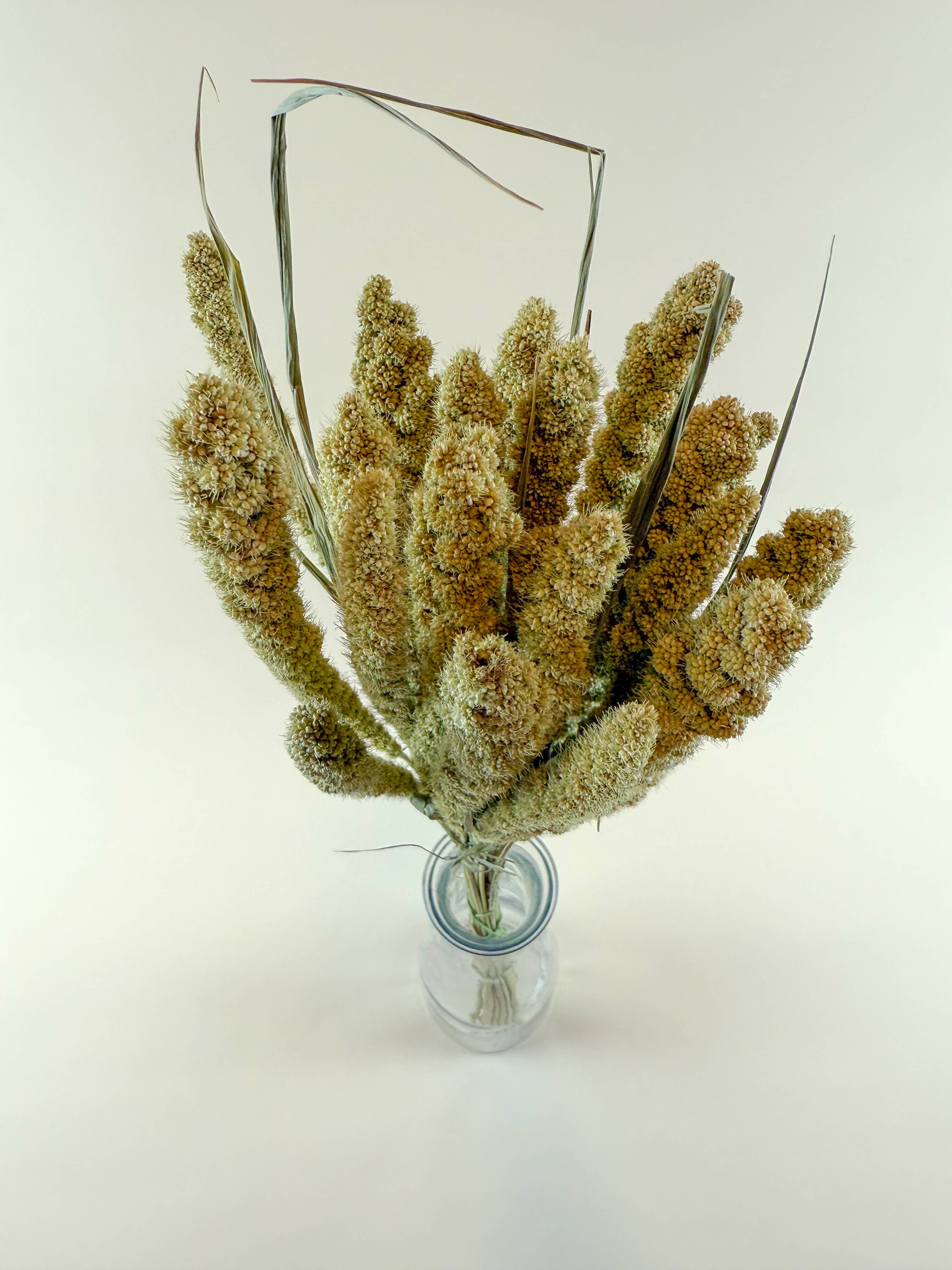 Lovejoy Farms Premium Dried Flowers - Wholesale Dried/Pressed Flowers - Spray Millet – Full Bunch with Golden Green Seed Pods3