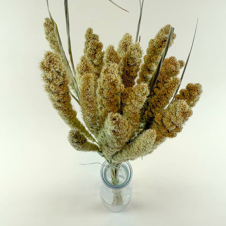 Lovejoy Farms Premium Dried Flowers - Wholesale Dried/Pressed Flowers - Spray Millet – Full Bunch with Golden Green Seed Pods3