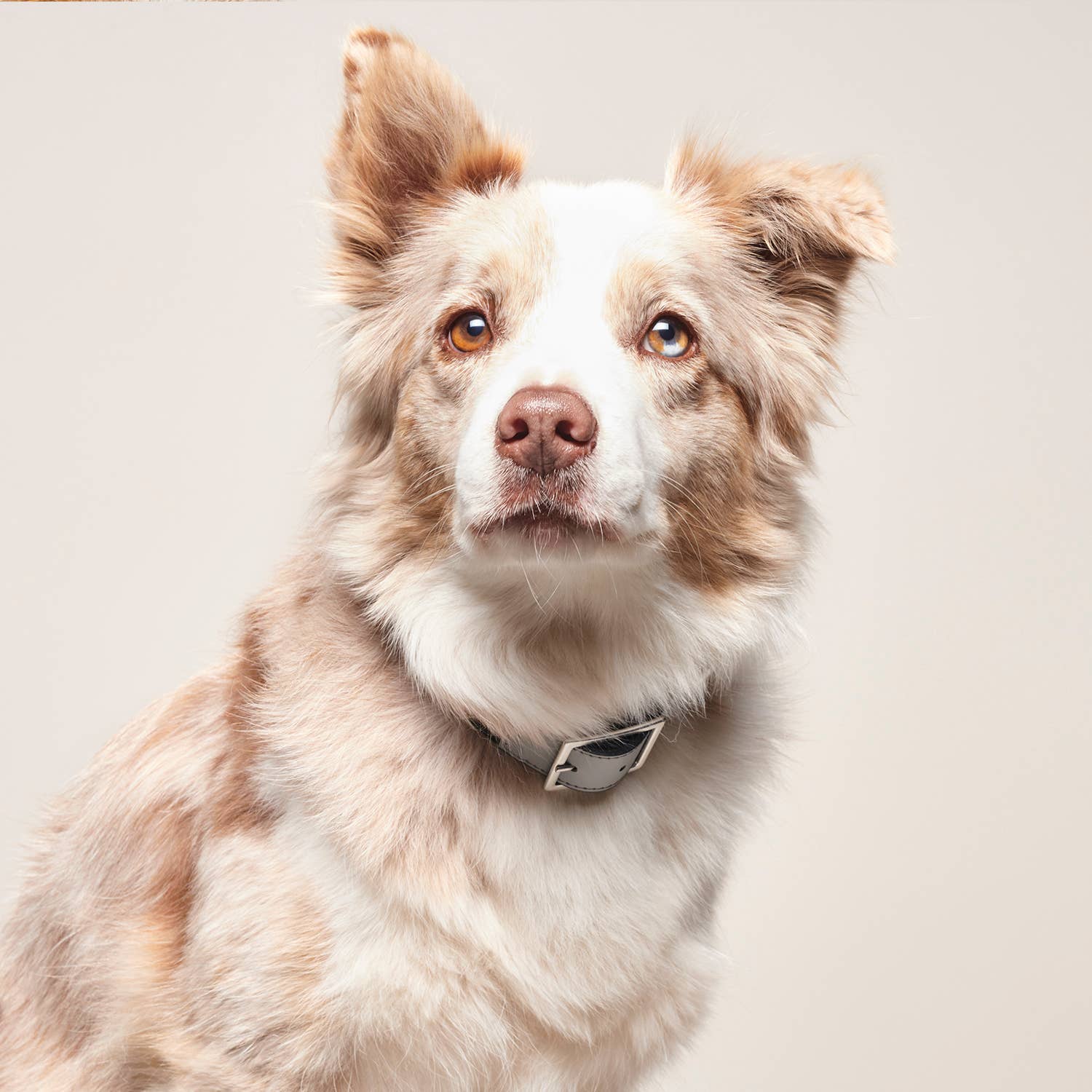 Grigio/Pelle vegana Collare per cani Bo - Grigio in pelle vegana fatta a mano in vendita all'ingrosso su Faire1