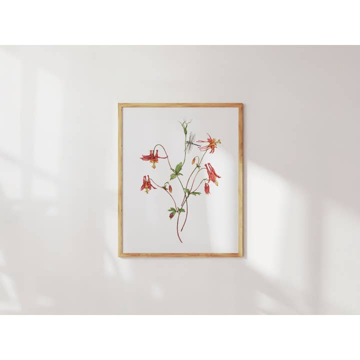 Canadian Columbine Botanical Art Print voor wholesale door Anna Farba Illustration