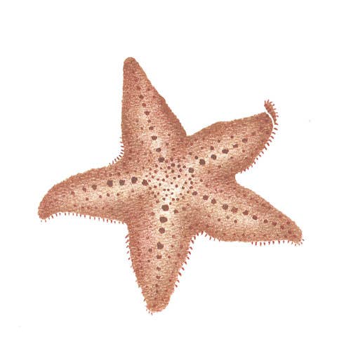 Stencil da parete comune con stelle marine per la vendita all'ingrosso da parte di Designer Stencils