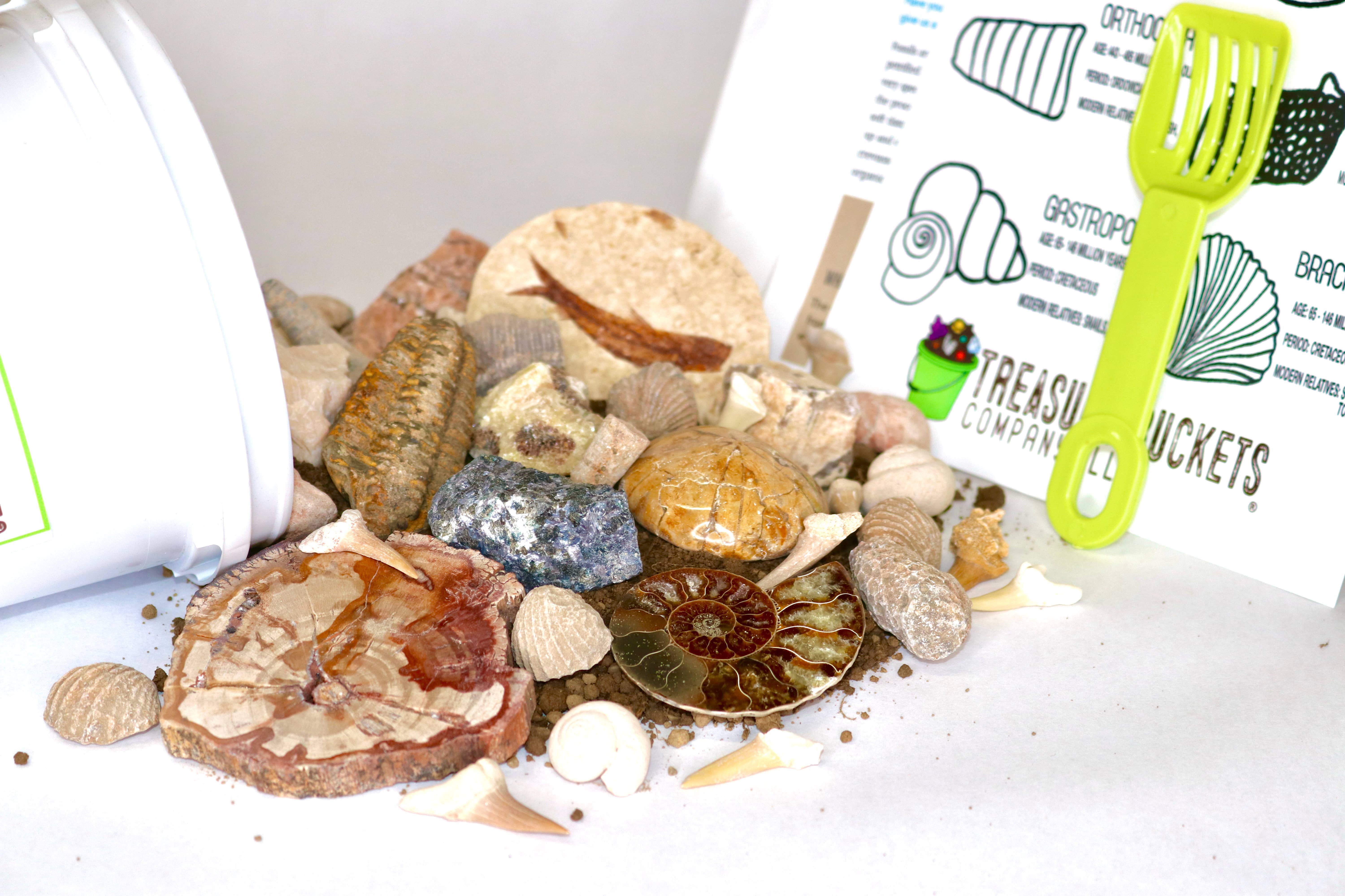 Treasure Buckets Co., LLC - Vente Kit de bricolage – enfant - Fossil Finds Gem Mining Bucket Kit d'une pinte - Gemmes4