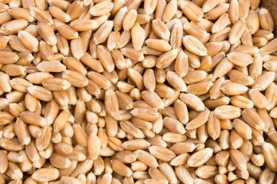 Saturiwa Trading Company - Wholesale Whole Grains - Organic Pearled Farro   11 Lb Box0