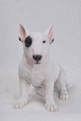 Hi-Line Gift Ltd. - Wholesale Decorative Figurine - Bull Terrier Statue