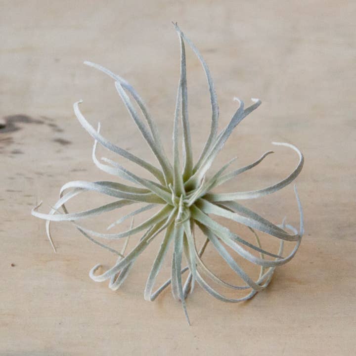 Chive - Wholesale Artificial Plant - Air Plant Artificial Kit - 60 piece Assortment9