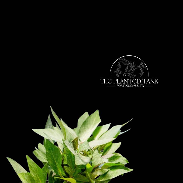 Hygrophila corymbosa ‘Compacta’ ~ Potted for wholesale by The Planted Tank