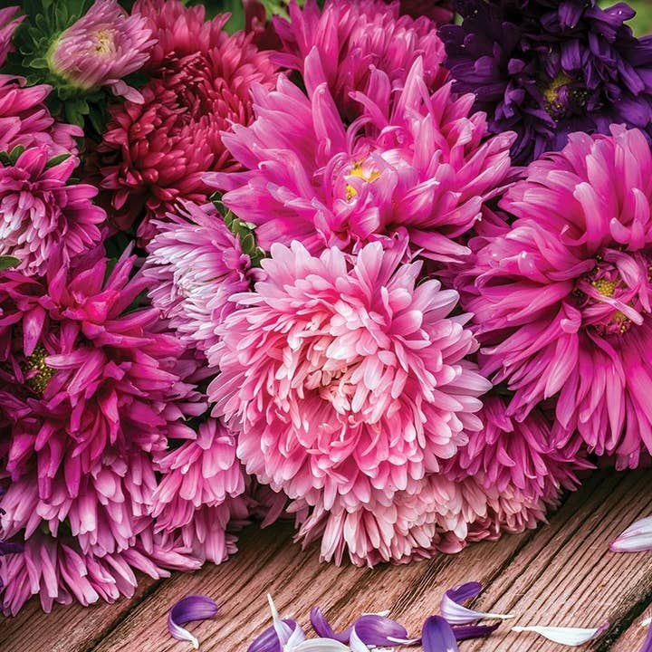 Bentley Seed Co. - Wholesale Plant Seeds - Aster Crego-Mixed Colors-Callistephus Chinensis