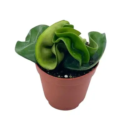 Succulents & Such, Inc. - Wholesale Live Plant -  2" Hoya Compacta AKA Hindu Rope Plant1