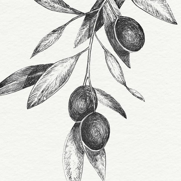 Olive Tree Branch #2 - Botanical Illustration Art Print for wholesale by Jennifer Lorton Art