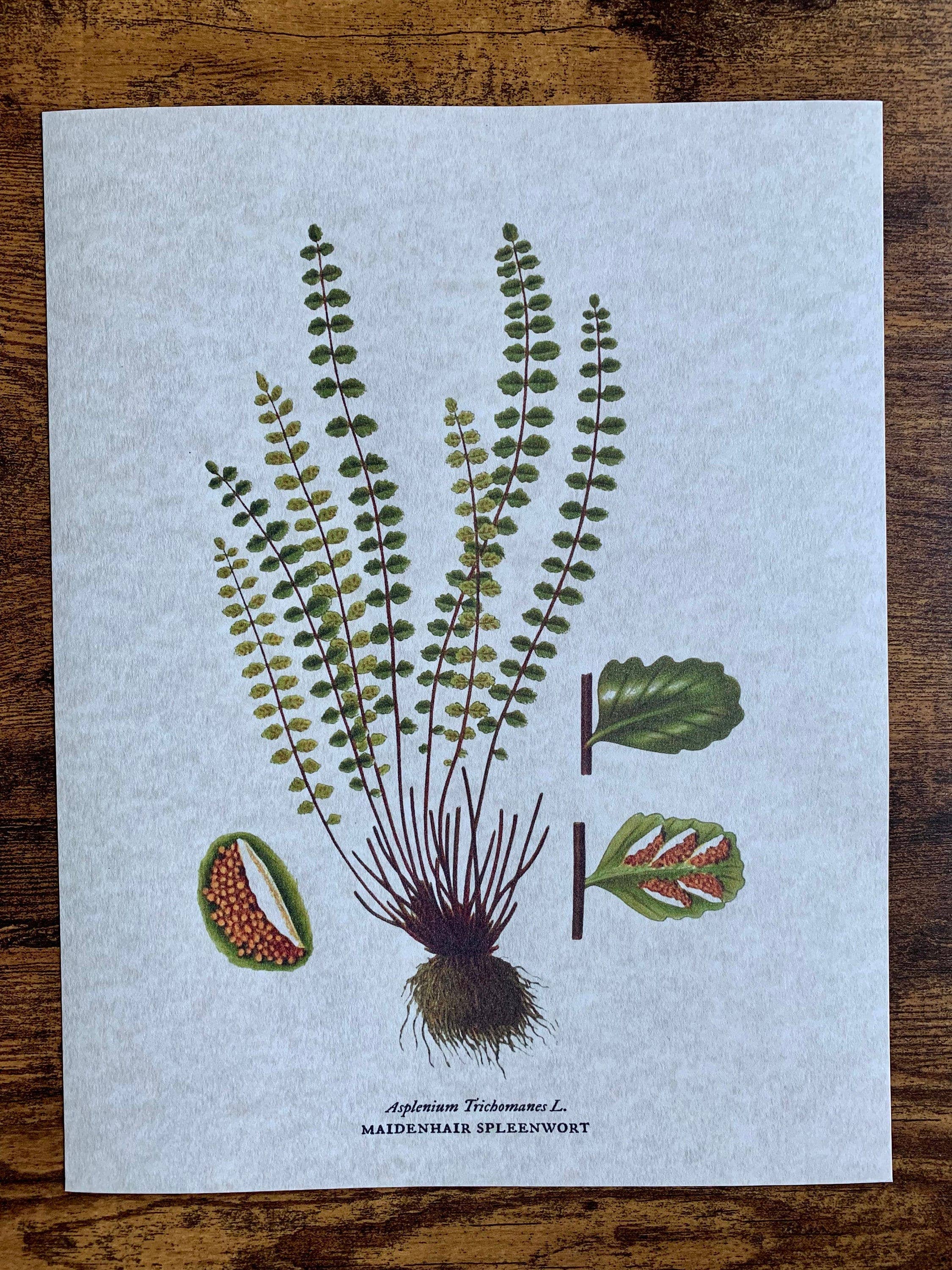 Magnifique Hearts - Wholesale Art print - Vintage Styled Fern Illustrations, Old Botanical Art Prints2