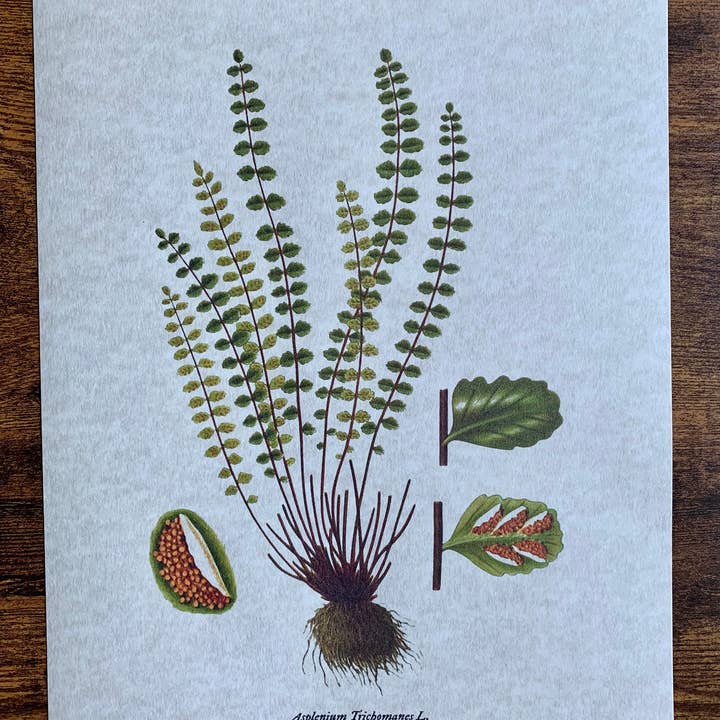 Magnifique Hearts - Vendita all'ingrosso Stampa artistica - Illustrazioni di felci in stile vintage, vecchie stampe di arte botanica2