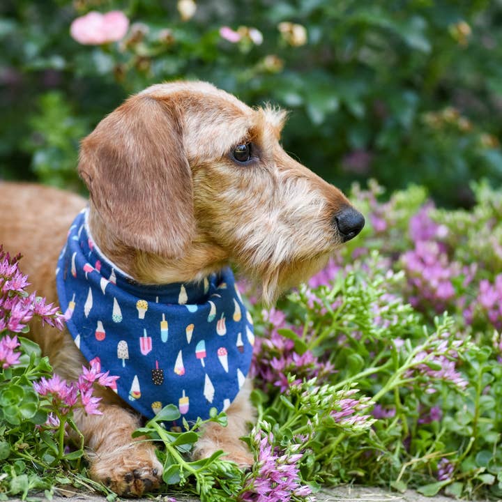BibbyBubby - Wholesale Pet Bandana - Dog - Ice Cream Dog Bandana (Snap-on, 3 sizes available)