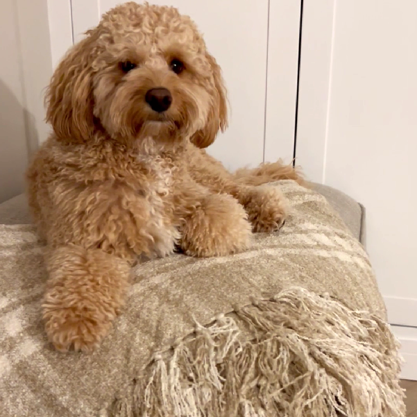 Allure Bath Fashions - Wholesale Throw Blanket - Darwin Chenille Checked Tartan Throw Blanket - 100% Recycled7