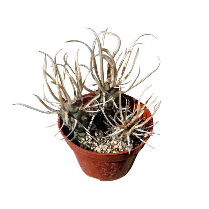 Succulent Wholesale - Wholesale Succulent - Paper Spine Cactus | 4 inch | Tephrocactus articulatus papyracanthus1
