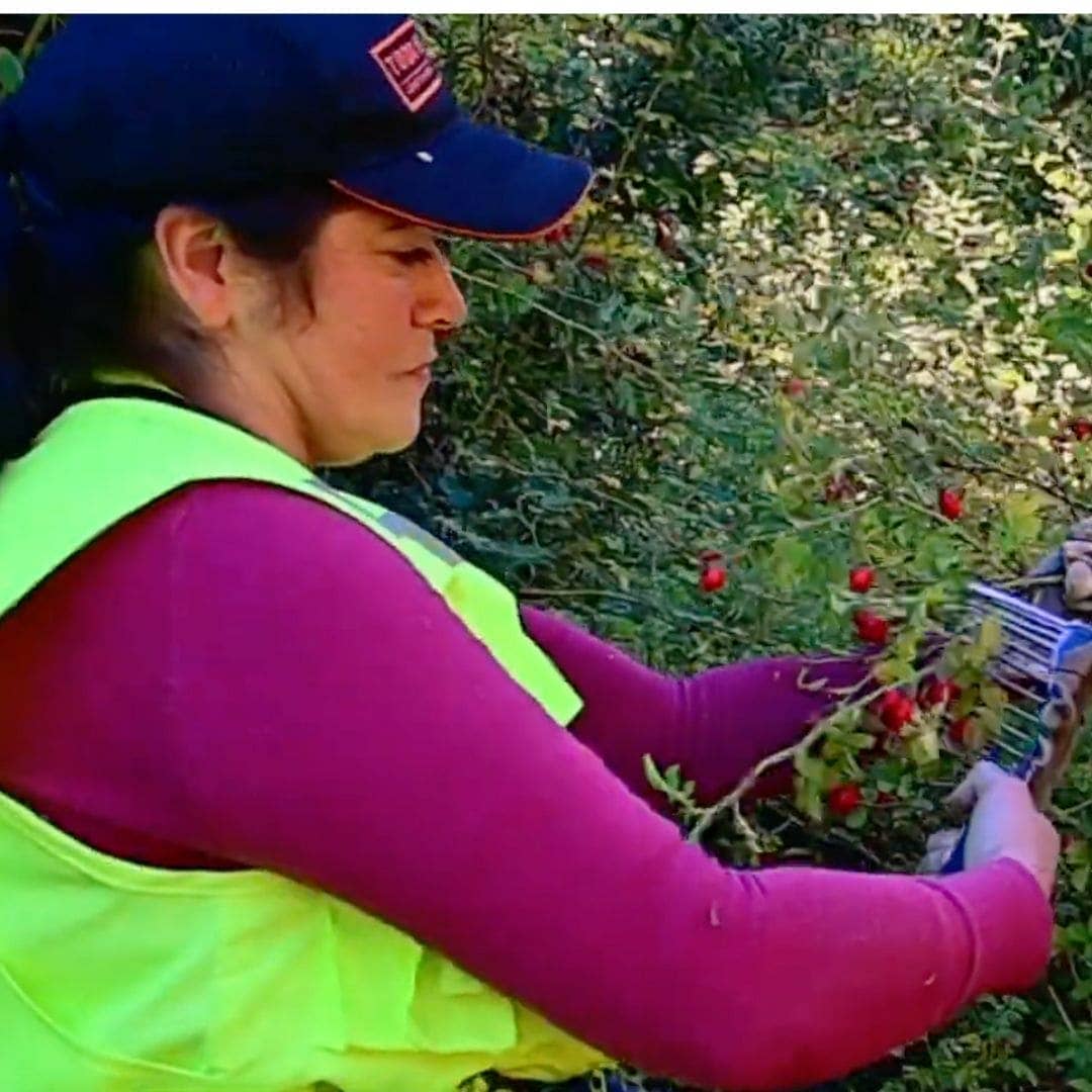 WOO World of Oils - Wholesale Bath/Body Oil - Rosehip Oil, 100% Organic8