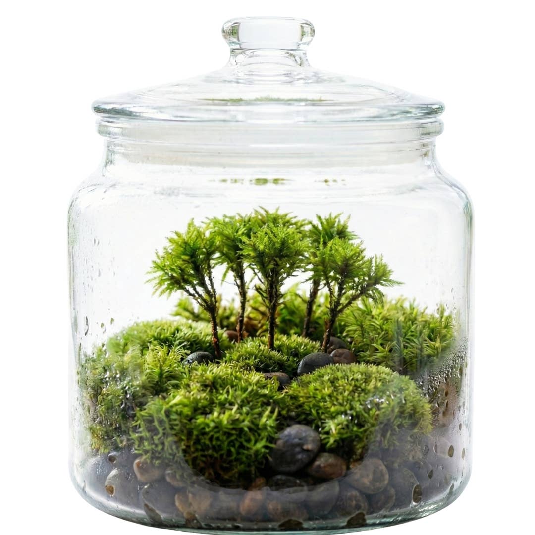 Moss & Stone Gardens - Wholesale Terrarium - Live Tree Moss: Miniature Climacium Moss for Terrariums2