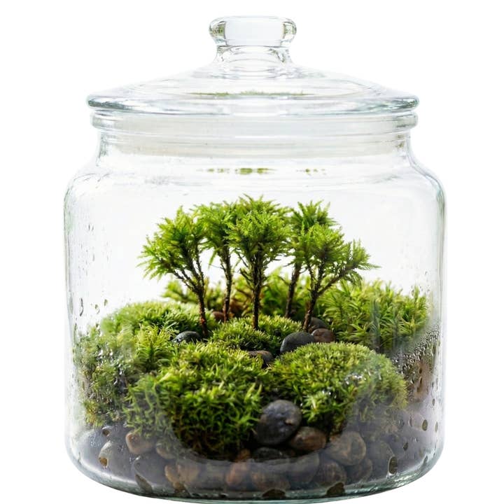 Moss & Stone Gardens - Wholesale Terrarium - Live Tree Moss: Miniature Climacium Moss for Terrariums2