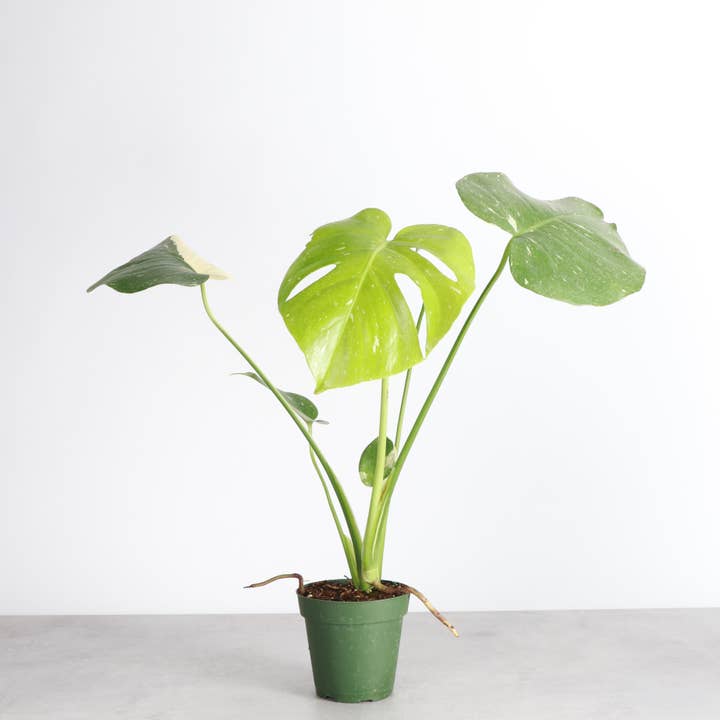 Thorsen's Greenhouse - Wholesale Live Plant - Thai Constellation Monstera - 4" Live Plant - Rare2