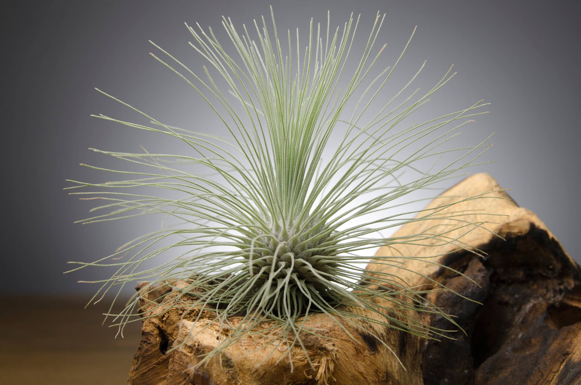 The Artizan Way - Vente Plante - Tillandsia Fuchsii Var. Gracilis2