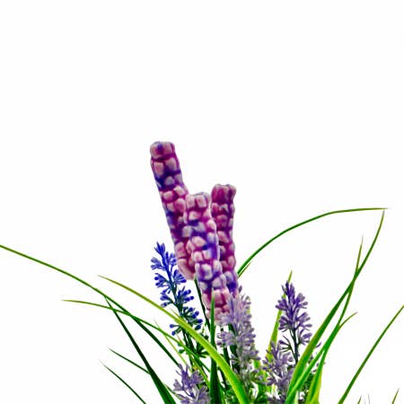 Lavande pour la vente par Golden Pigs