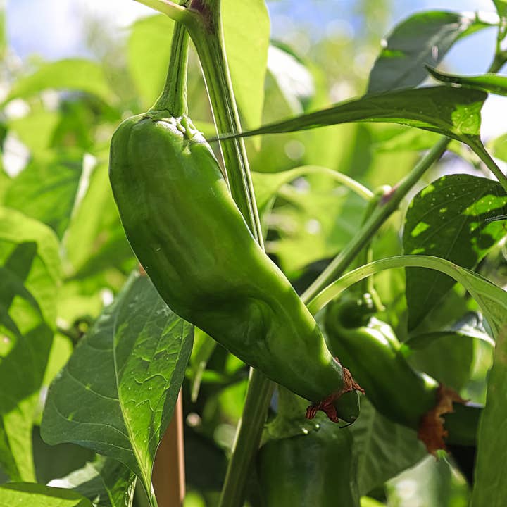 The Elevated Seed Co. - Wholesale Plant Seeds - Anaheim Chile Pepper Garden Seeds1
