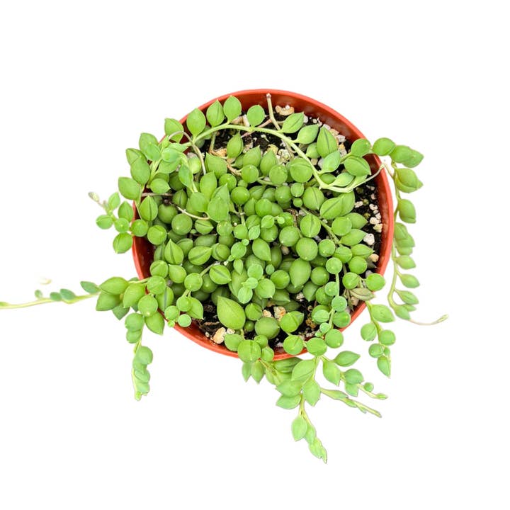 String of Tears | 4 inch | Senecio herreanus for wholesale by Succulent Wholesale