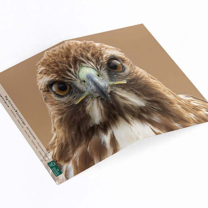Red-tailed Hawk Portrait. Wildlife and bird note card for wholesale by Elster Photography/Big Picture Greetings