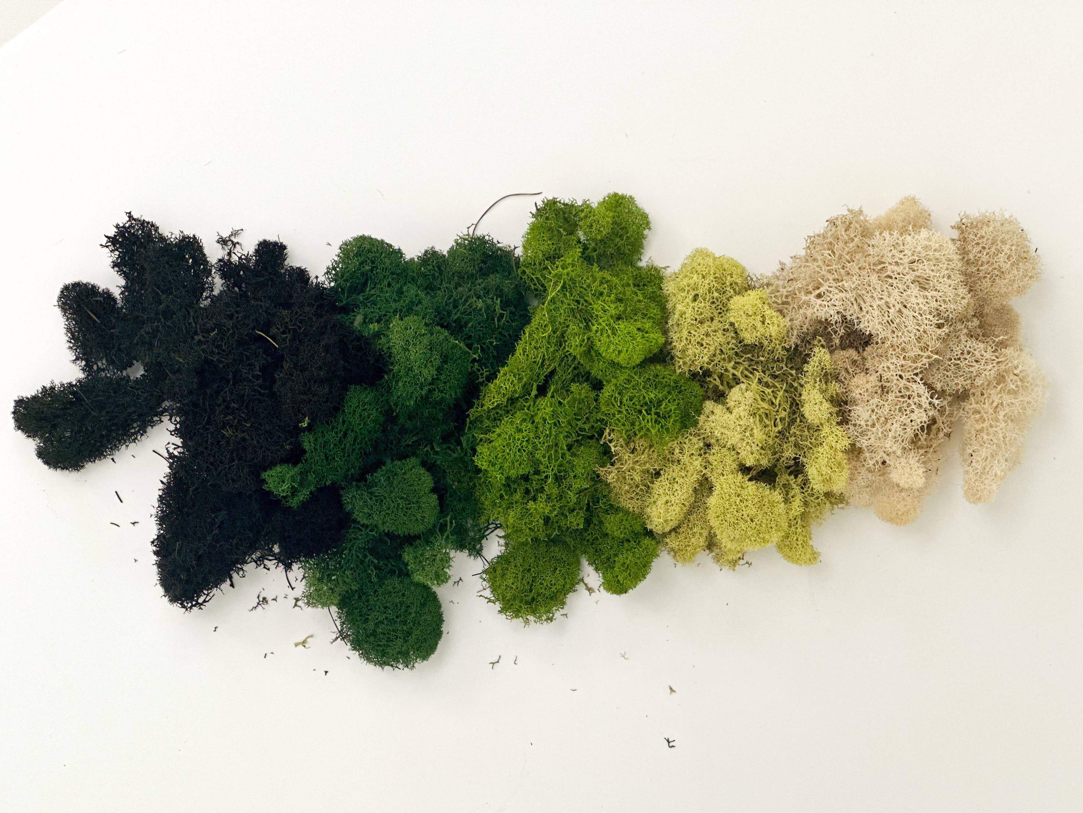 The Plant Supply - Wholesale Planting/Potting Soil - Preserved Reindeer Moss | Moss for Plants and Crafts10