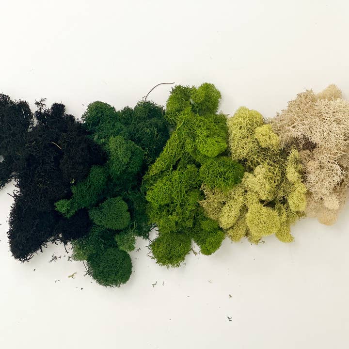 The Plant Supply - Wholesale Planting/Potting Soil - Preserved Reindeer Moss | Moss for Plants and Crafts10