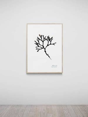 Croyde Bay Hand Pressed Seaweed Print, Bladder Wrack for wholesale by The Seaweed Studio