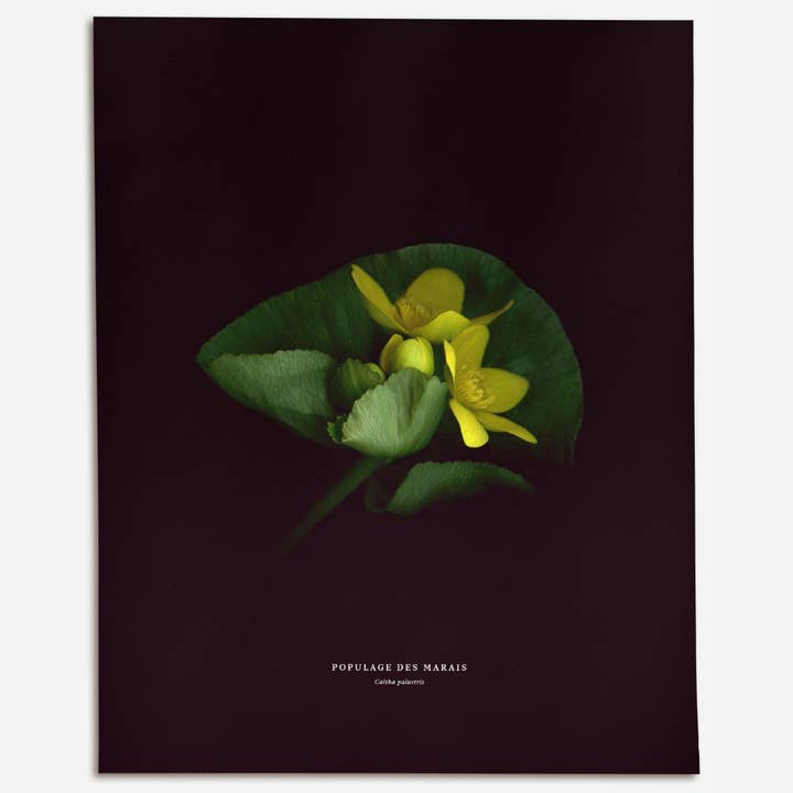 Calêndula-dos-pântanos - N.º 2 (Caltha palustris) por atacado de Raoul & Simone