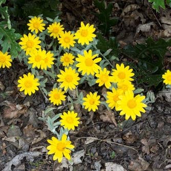 Bloom Bombs - Wholesale Plant seeds - California Native Wildflower Seed Balls 14oz.6