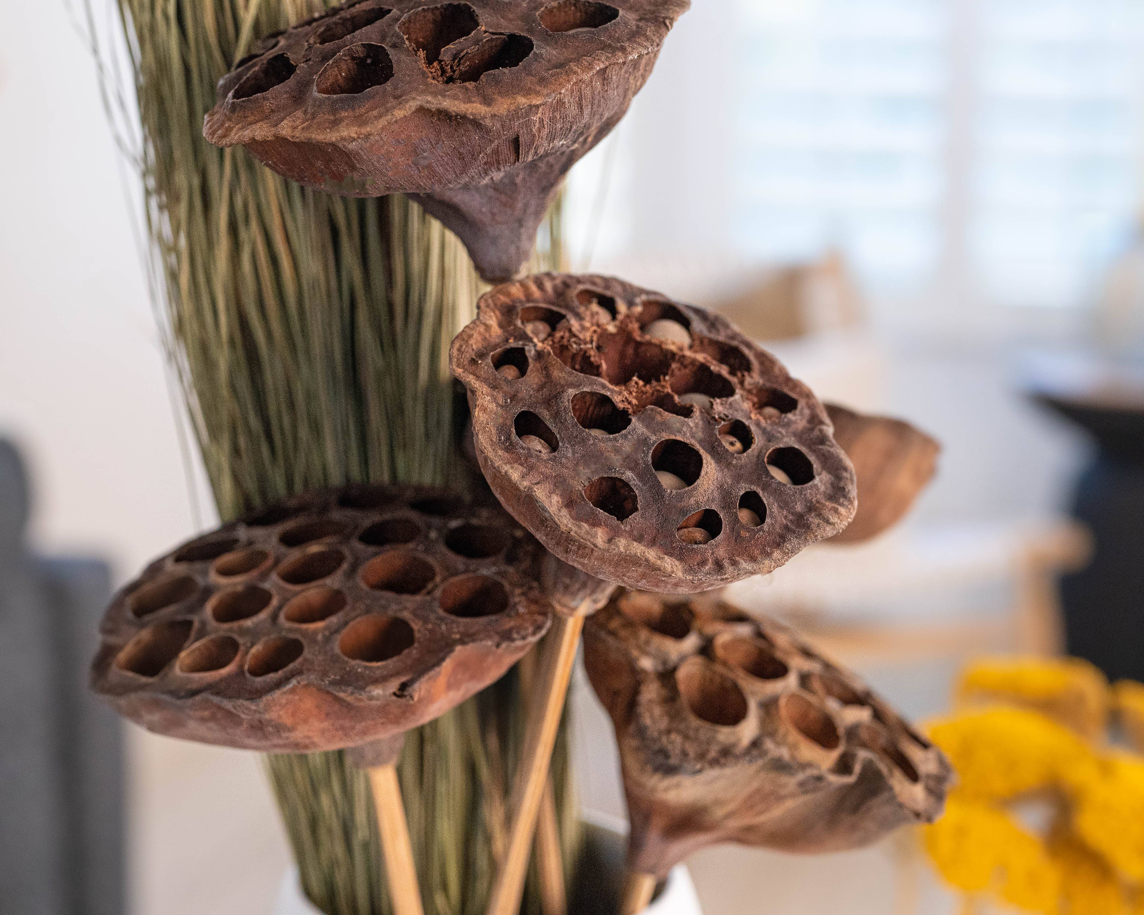 Dried Decor - Vente Fleur séchée/pressée - Gousses de lotus séchées | Naturel3