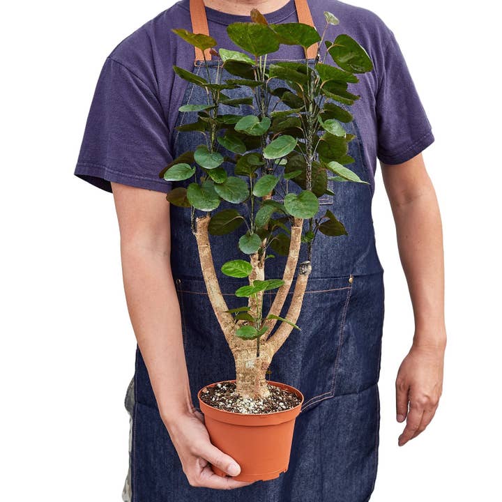House Plant Wholesale WEST - Wholesale Live Plant - Aralia Fabian Stump 'Polyscias Scutellaria'