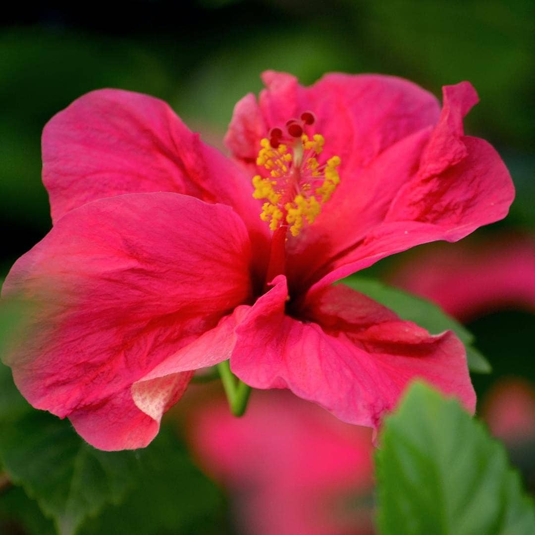 Maui Soap Co. - Wholesale Body Cream/Lotion - Aloha 'Aina - Hibiscus Passion Body Lotion4