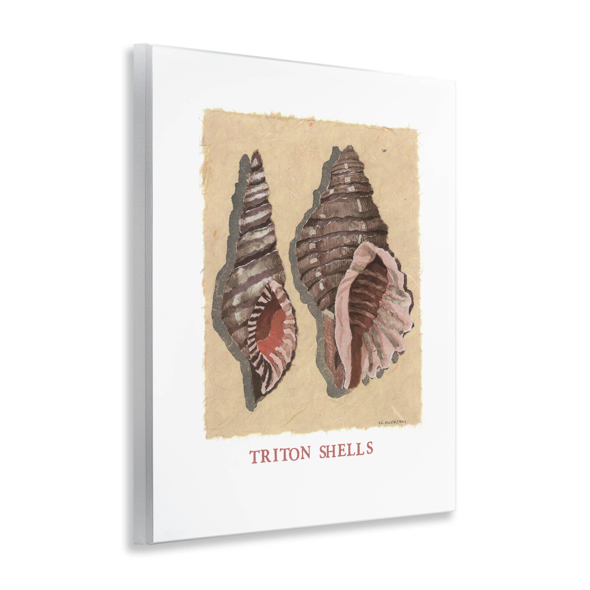 Stupell Industries - Wholesale Wall Sign - Triton Shell Pair - Unframed Wall Art3