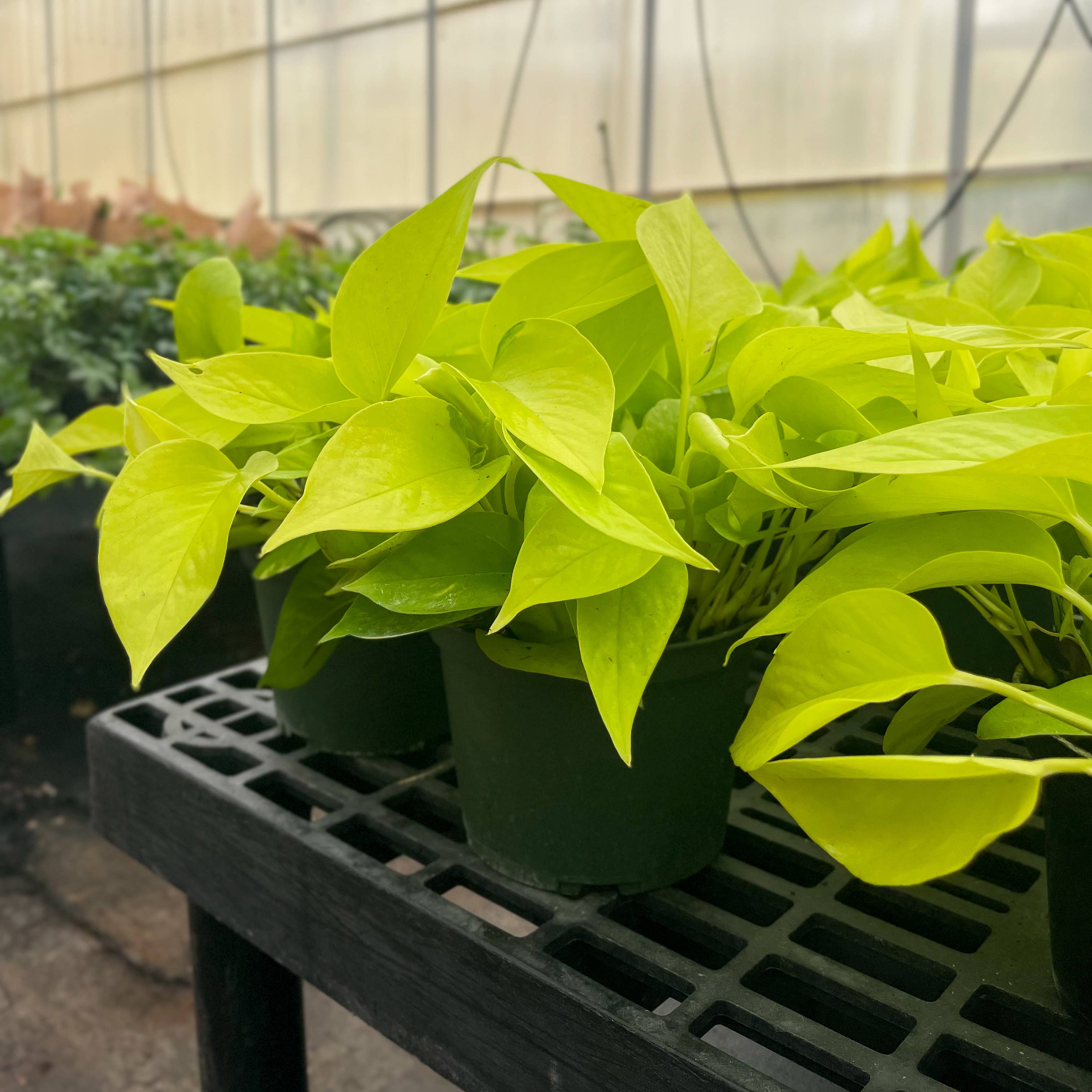 Thorsen's Greenhouse - Wholesale Live Plant - Neon Pothos Plant - Live Plant8
