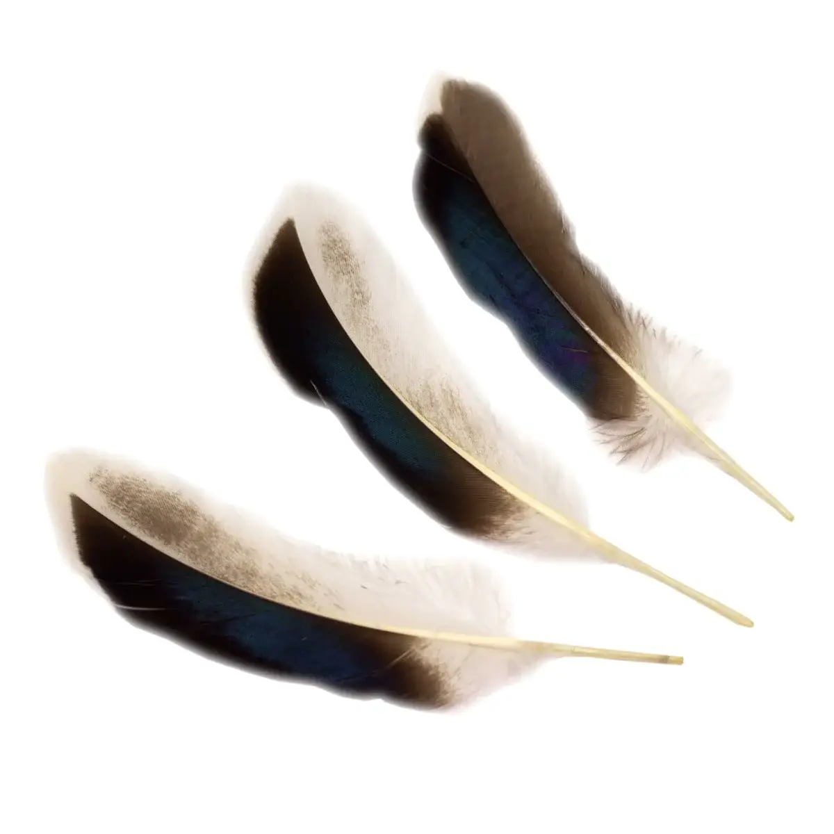 Zucker Feather Products - Vendita all'ingrosso Attrezzature per lavoretti e fai da te - Piume d'anatra naturali 3-5" - 10 pezzi1
