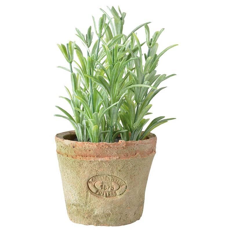 NACH - Wholesale Plant Pot - Rosemary in At Pot S0